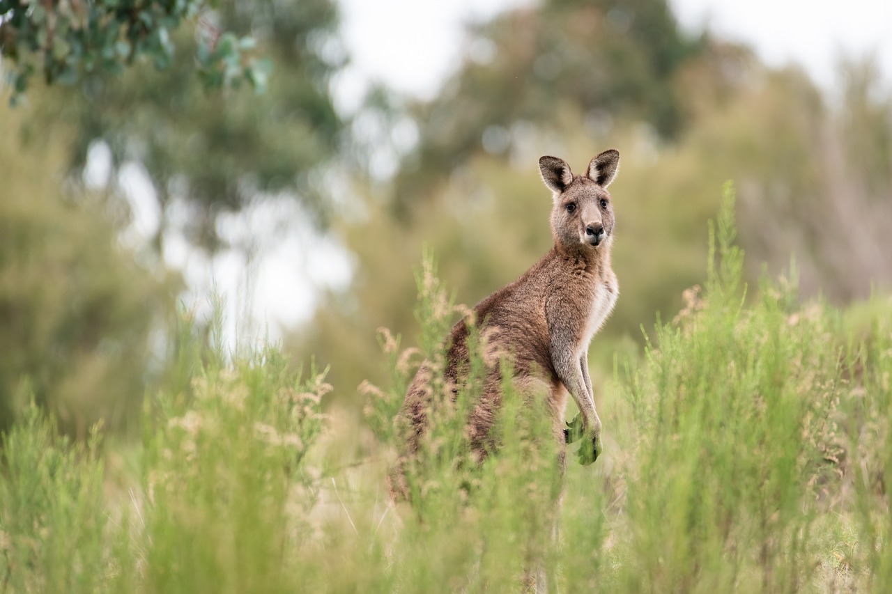 Go see kangaroos in one of the safest places to travel.