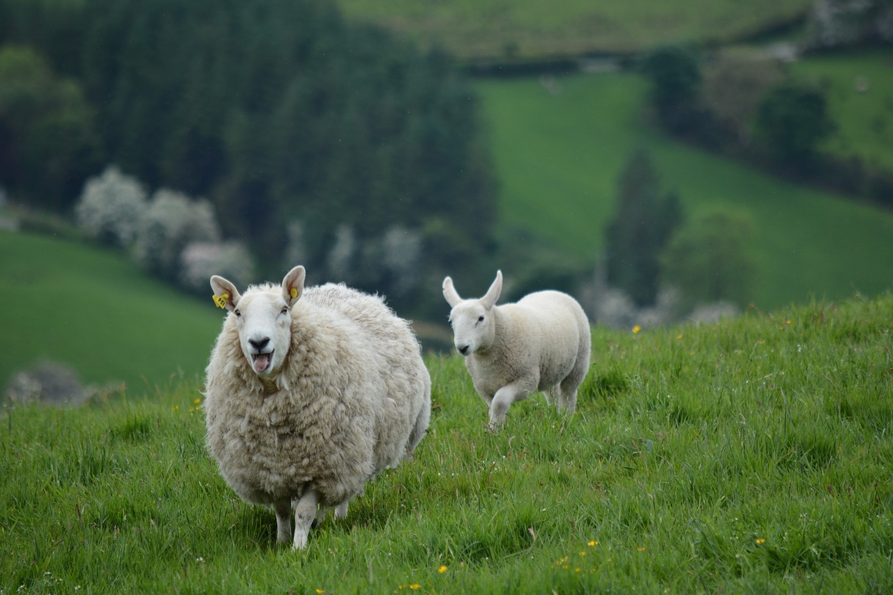 Ireland is one of the safest places to travel to this year.