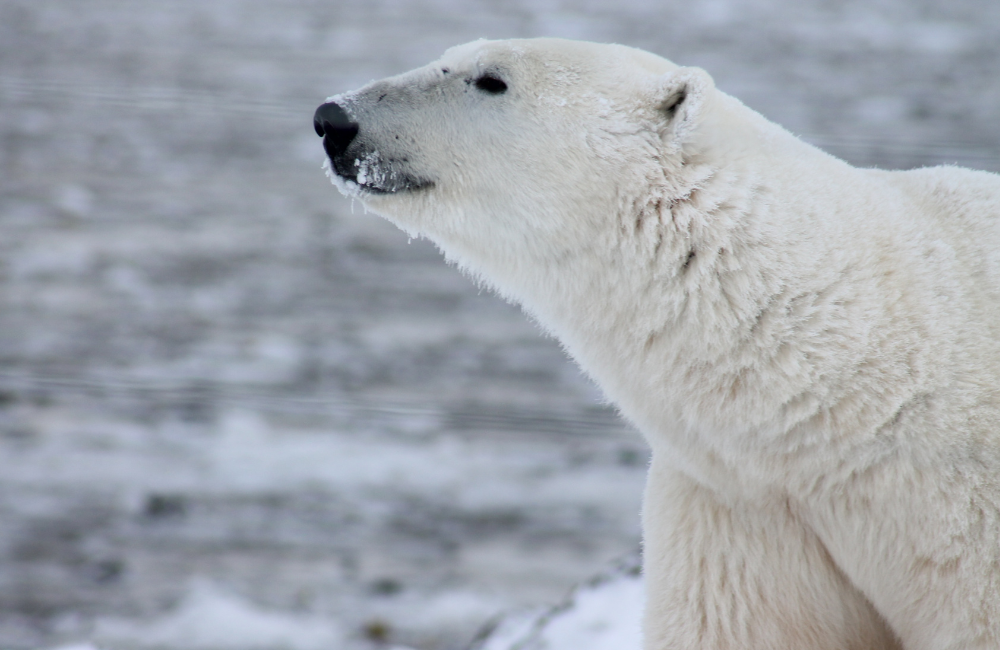 How to Get Polar Cruise Insurance with Rise & Shield