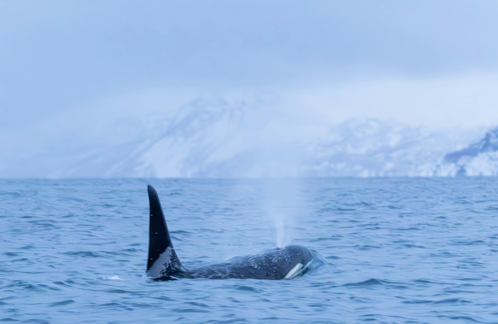 What Does Polar Cruise Insurance Usually Cover