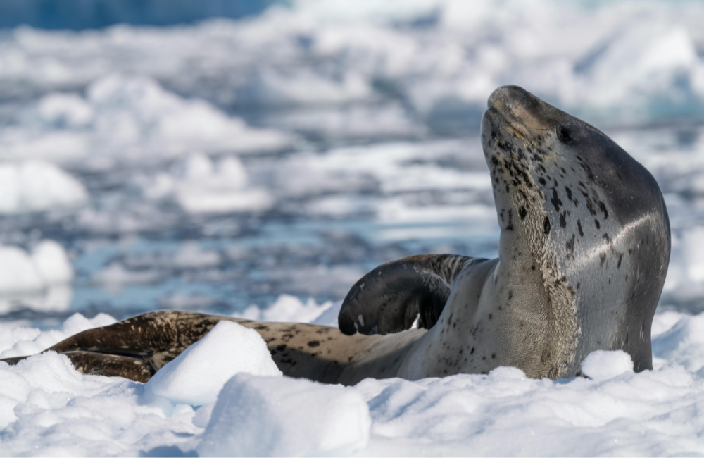 What Polar Cruise Insurance Doesn’t Cover (The Awkward Bits)