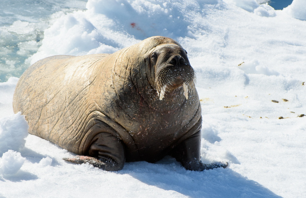 Where Winter Sports Insurance Comes In