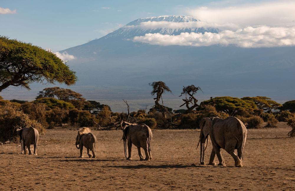 Does Safari Insurance Cover Different Countries