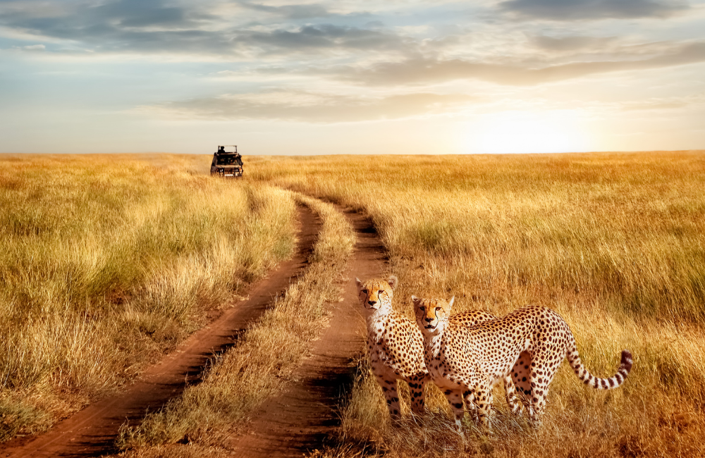 Frequently Asked Questions About Safari Travel Insurance