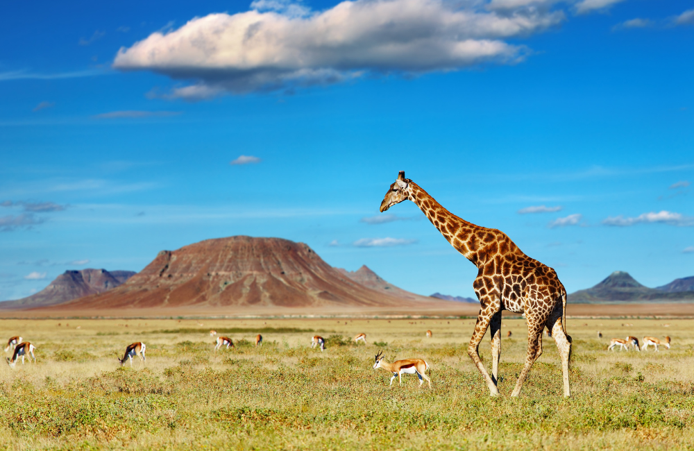 How Do I Compare Safari Insurance Policies