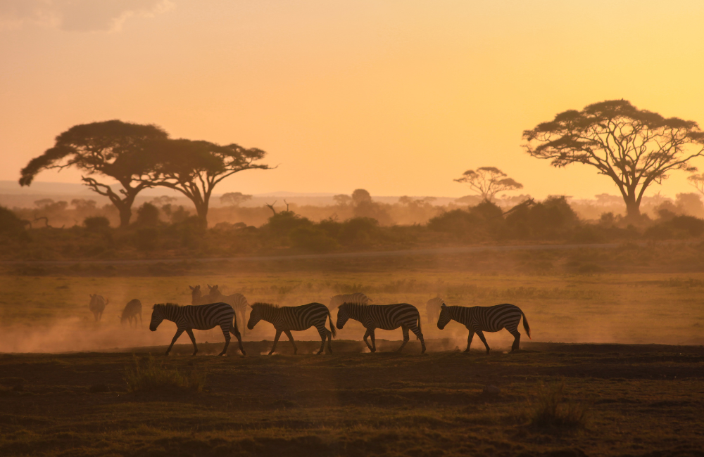 How is Safari Cover Different from Basic Travel Insurance