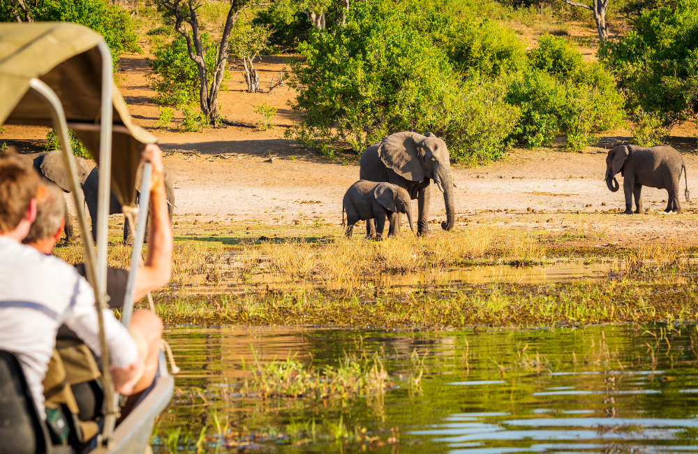Purchasing Travel Insurance for a Safari Vacation - My Practical Guide