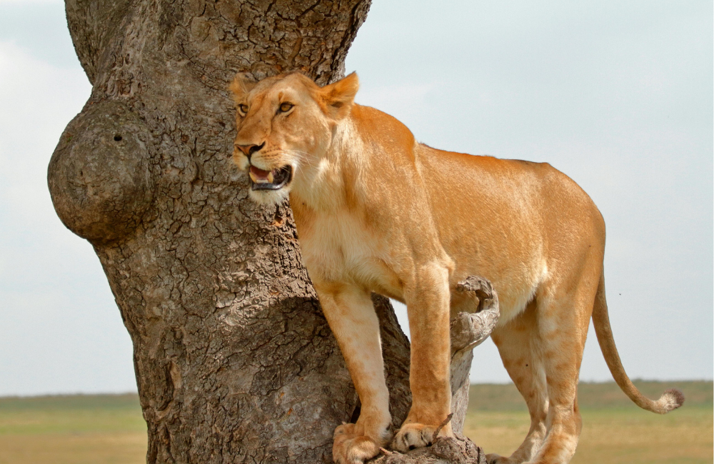 What can go Wrong on Safari (and How Insurance Helps)