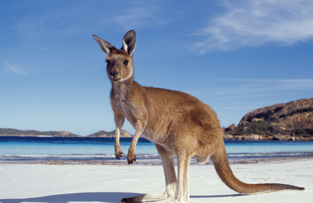 Working Holiday and Longer Stays